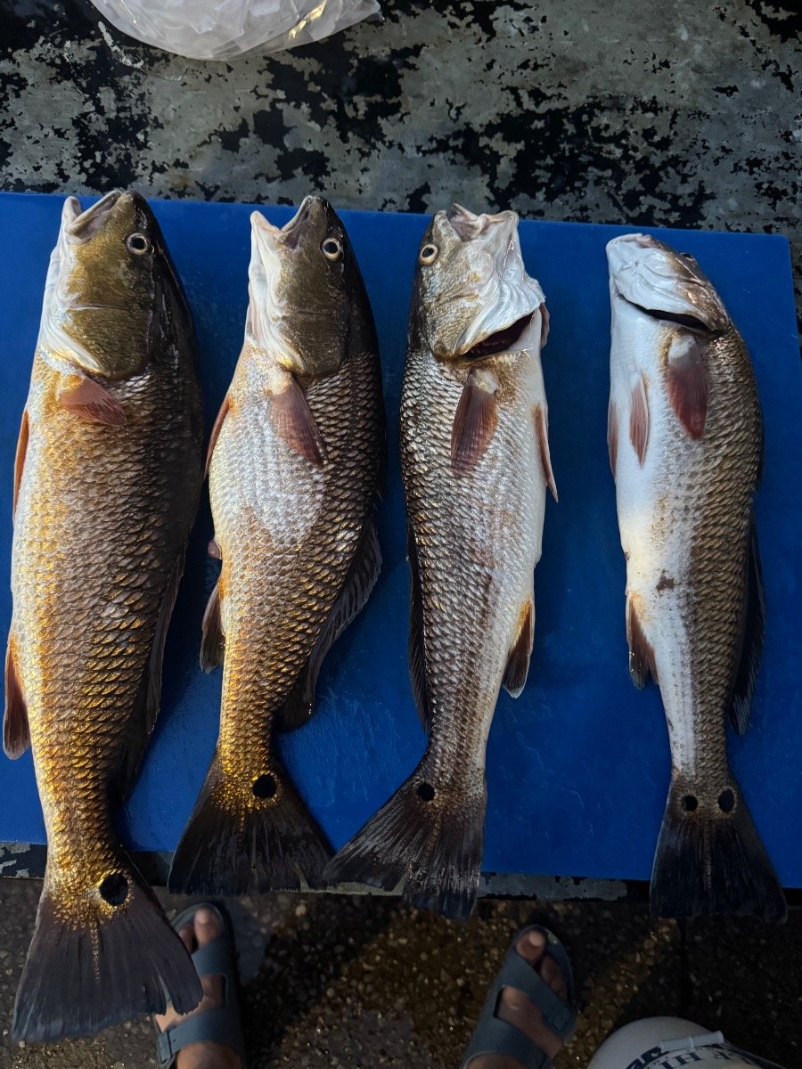Nuci de casă